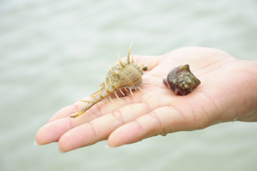 hermit crab on hand