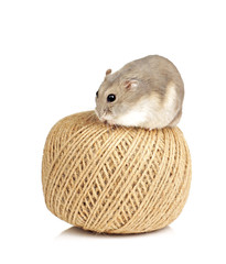 Dwarf Hamster sat on a Ball of String
