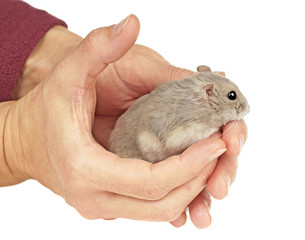 Dwarf Hamster Sat in a Pair of Hands