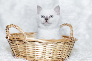 Fototapeta na wymiar gray kitten white background