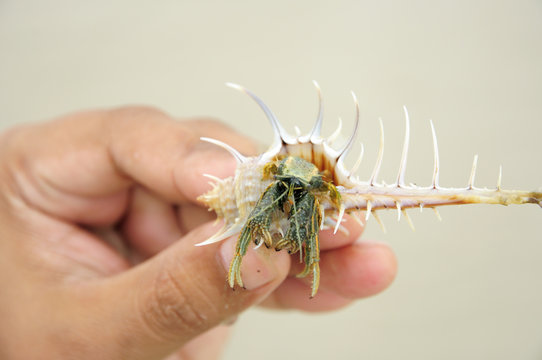 Hermit Crab Hold On Hand