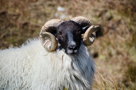 Connemara Blackface Sheep