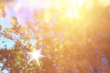 abstract photo of light burst among trees and glitter bokeh ligh