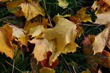 Herbstlaub