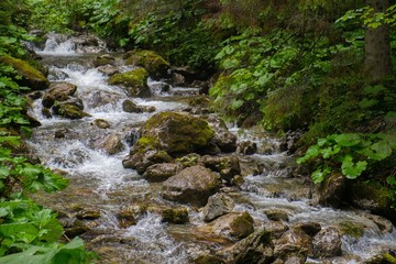 Naklejka na ściany i meble Fast mountain river in a forest