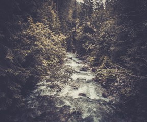 Fast mountain river in a forest