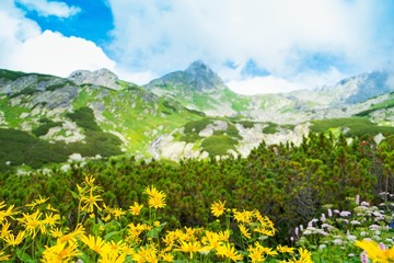 Fototapeta na wymiar Yellow flowers against beautiful mountain view