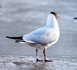 white seagull on the ice