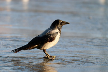 crow ice winter wildlife