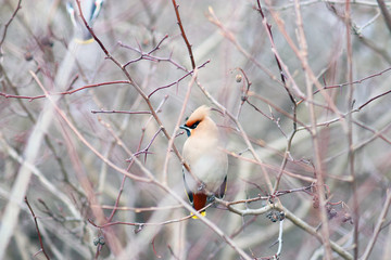 Waxwing on branches without leaves