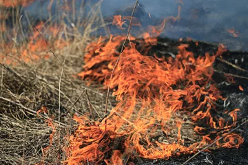 Foto op Plexiglas Vlam fire burning dry grass