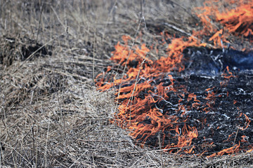 fire burning dry grass