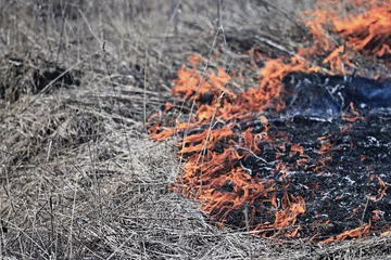 Photo sur Aluminium Flamme fire burning dry grass