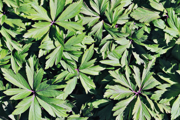green leaves background flowers