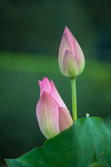 Fototapeta premium blooming lotus flower