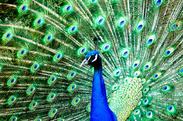 Obraz premium Pfau in der Wildnis