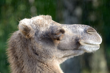 Bactrian camel, Camelus bactrian