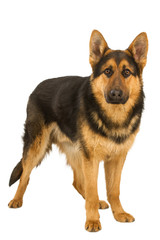 German Shepherd