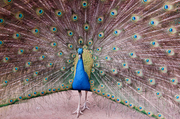 Obraz premium Pfau
