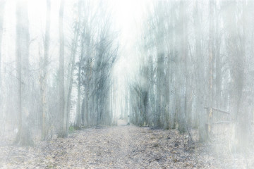 mystical forest fog