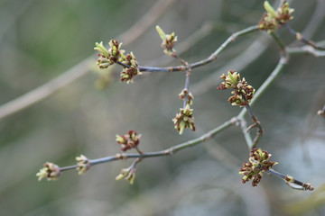 first leaves of spring branches background