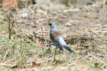 Thrush on earth