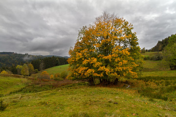 Fototapeta premium Single tree at autumn in Black Forest, Germany