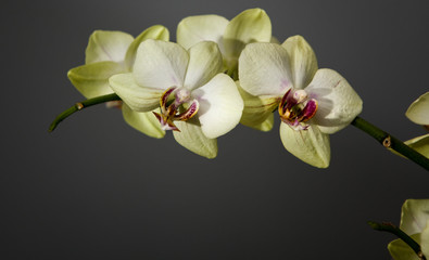 White orchid flower 