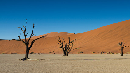 Fototapeta na wymiar Dead trees and Red Sand Dunes