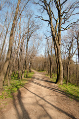 Path through forest