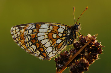 Skabiosen-Scheckenfalter ( Euphydryas aurinia)