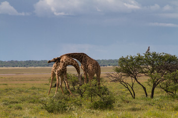 Fighting Giraffes at Etosha National Park