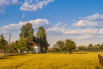 Golden Meadow