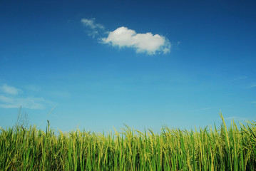 green grass blue sky cloud cloudy landscape background