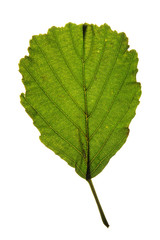Green leaf of Black alder (Alnus glutinosa) isolated on white