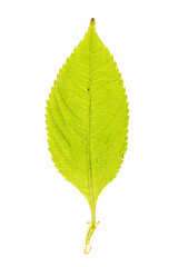 Green leaf of Small Balsam isolated on white