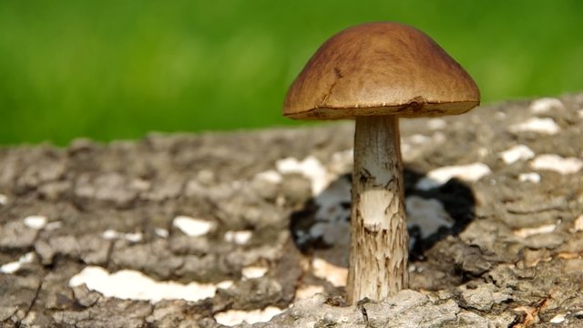 Leccinum mushroom