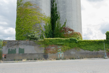 Ivy's silo