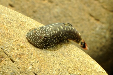 ボルネオサッカープレコ