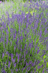 Obraz premium Garden with the flourishing lavender in France