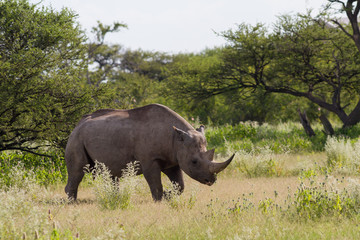 Fototapeta premium Breitmaulnashorn im Etosha National Park