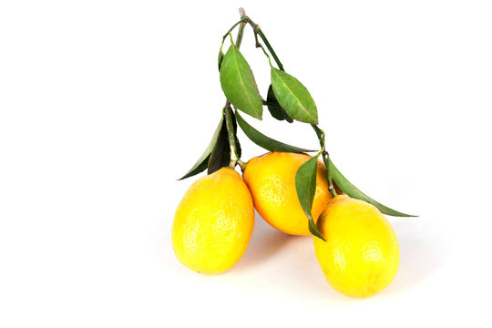 branch lemons with leaves