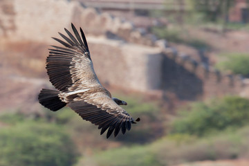 Greifvogel in Indien