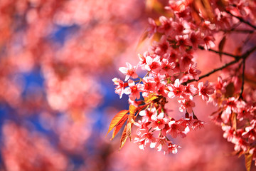 Cherry blossoms bloom in Thailand at Doi Inthanon national park 