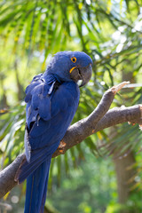 Perroquet bleu