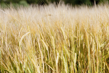 Agriculture - Field Of Rye