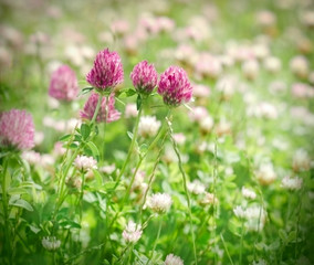 Obraz premium Flowering red clover