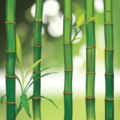 Vector Beautiful Spa Background with Bamboo