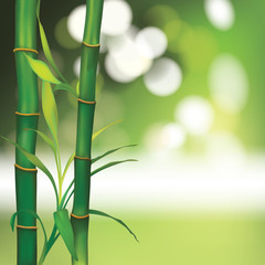 Vector Beautiful Spa Background with Bamboo