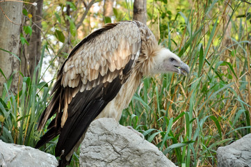 vulture